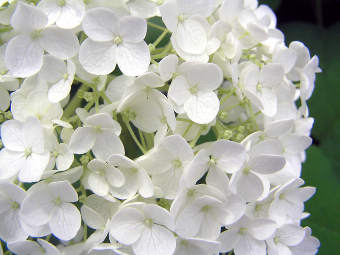Hydrangea ハイドランジア ベルベリス Hydrangea ハイドランジア ベルベリス Hydrangea ハイドランジア
