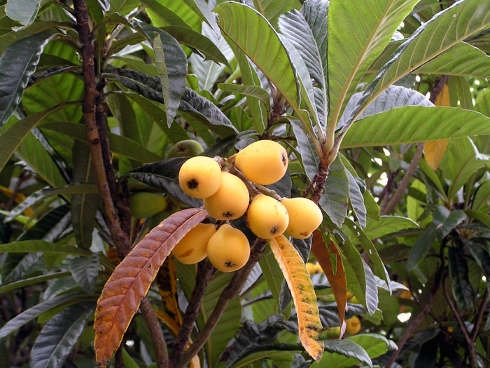 ビワ | 植物写真鑑