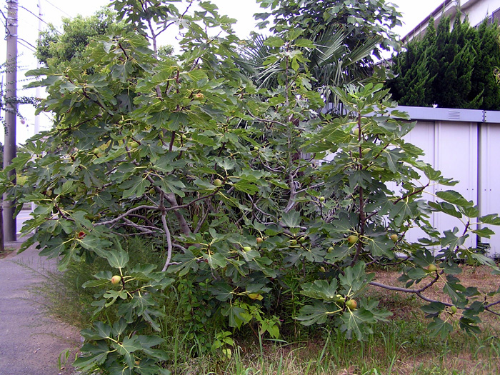 イチジクの木 イチジク | 全国ガーデン情報サイト「お庭の窓口」