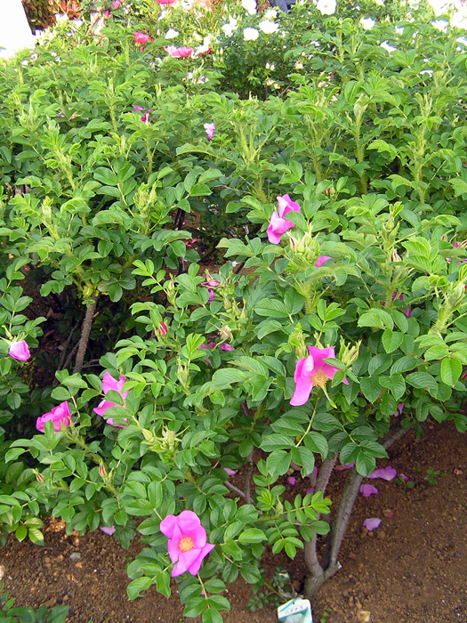 110000円値引き!・超細密肉筆植物画ハマナス(浜梨) 110000円値引き!・超細密肉筆植物画ハマナス(浜梨) 値引き!・超細密