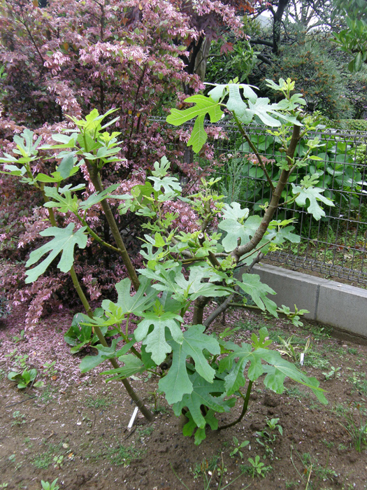 イチジク | 植物写真鑑