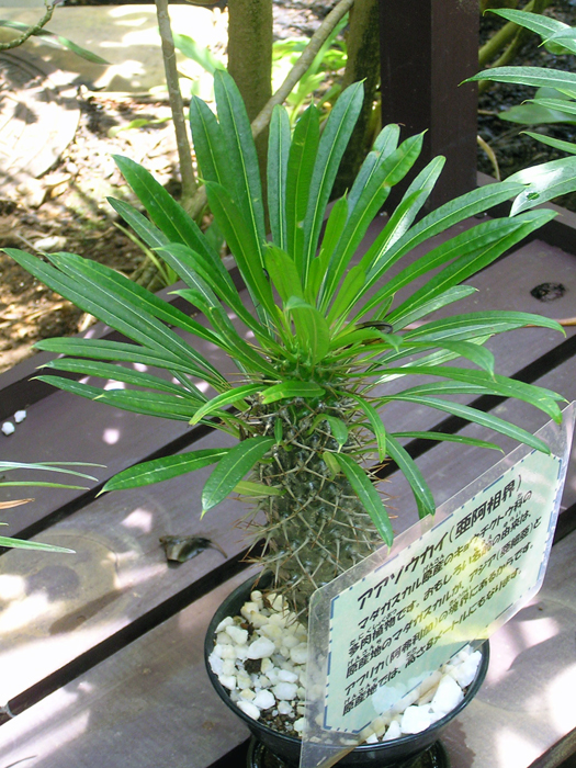 観葉植物　パキポ ゲアイー パキポディウム・ゲアイー | 植物写真鑑