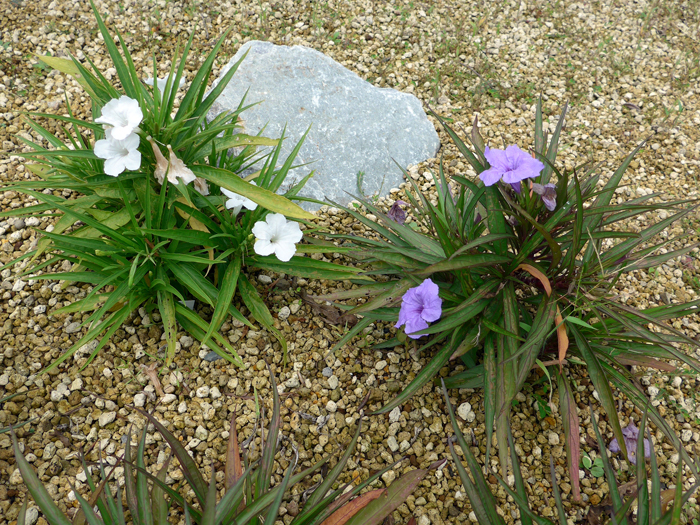 ヤナギバルイラソウ | 植物写真鑑