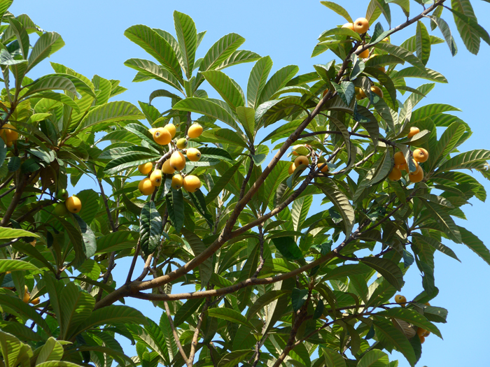 ビワ | 植物写真鑑