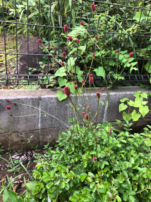 ワレモコウ | 植物写真鑑