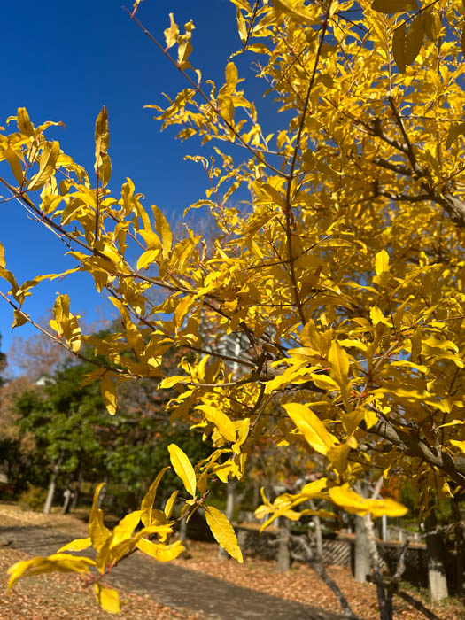 ザクロ | 植物写真鑑
