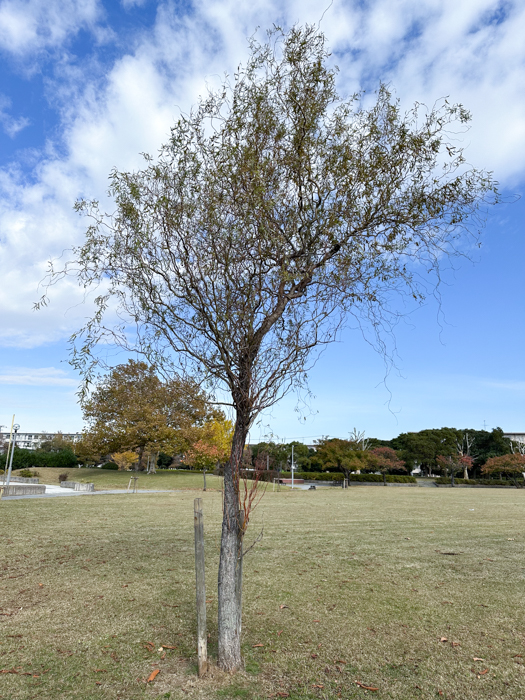 ウンリュウヤナギ | 植物写真鑑