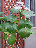 ベゴニア‘ドラゴン・ウィング’