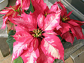 ポインセチア
