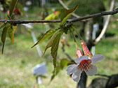 チョウジザクラ