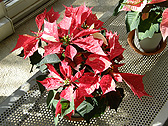 ポインセチア