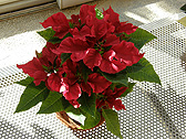 ポインセチア