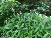 ヤブミョウガ