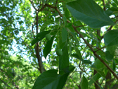 ヒトツバタゴ