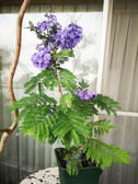 ジャカランダ‘ブルーブロッサムビューイング’