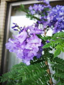 ジャカランダ‘ブルーブロッサムビューイング’