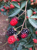 ブラックベリー