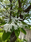 ヒトツバタゴ